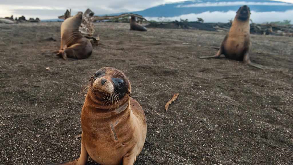 Sea lions on a Galápagos beach