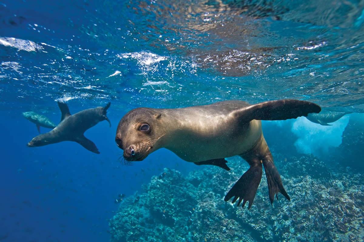 Sea lion underwater